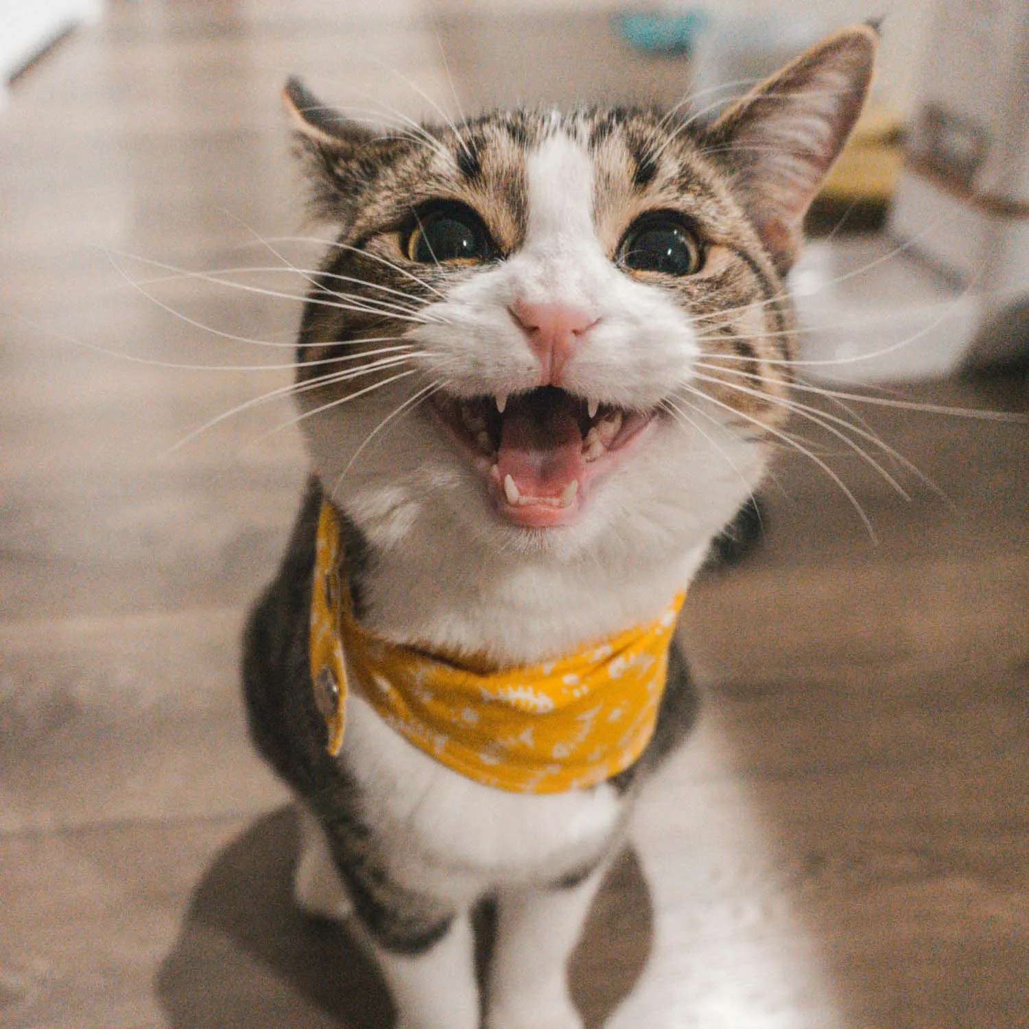 Cat Ear Wipes