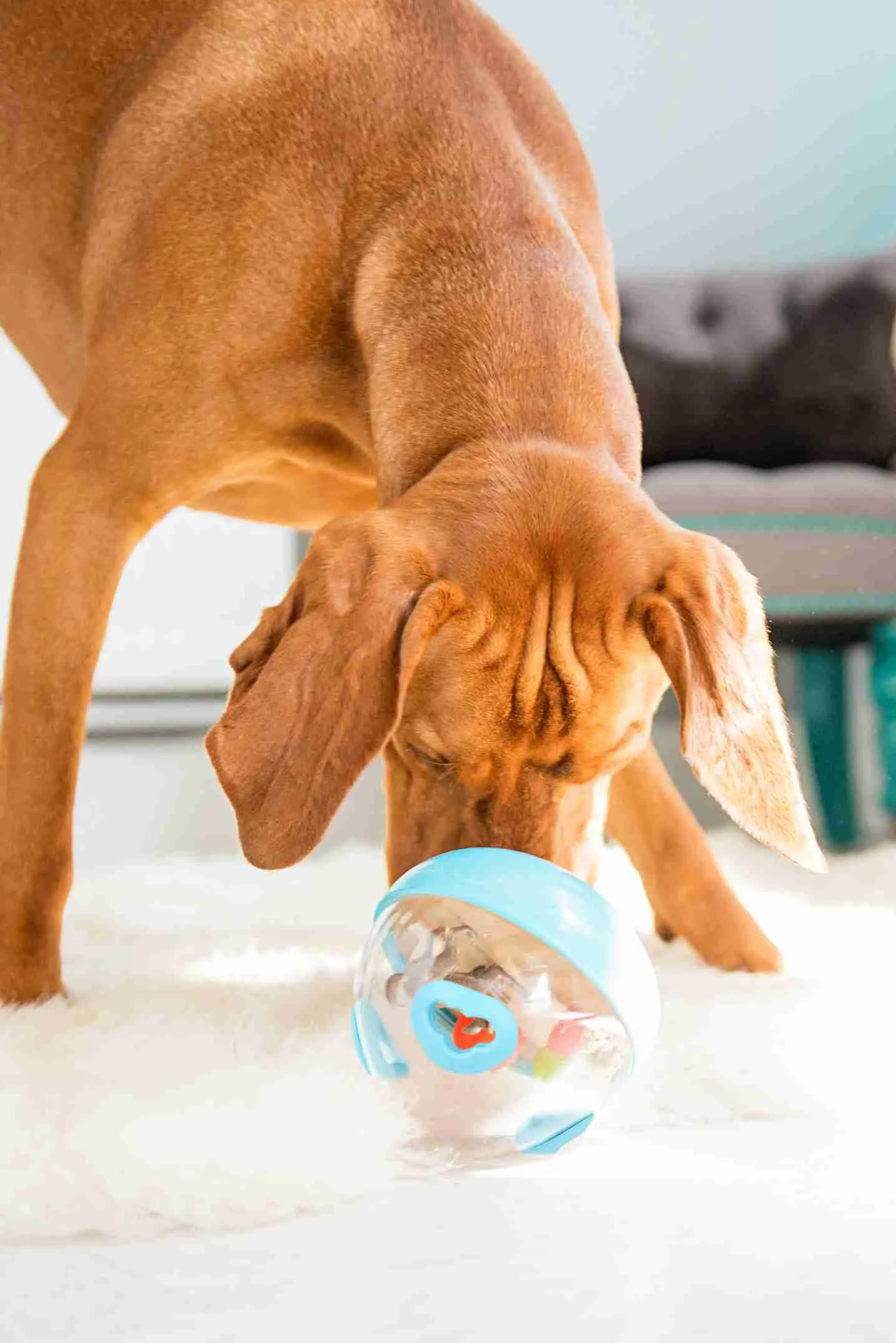 Dog Enrichment Toy - Wobble Ball