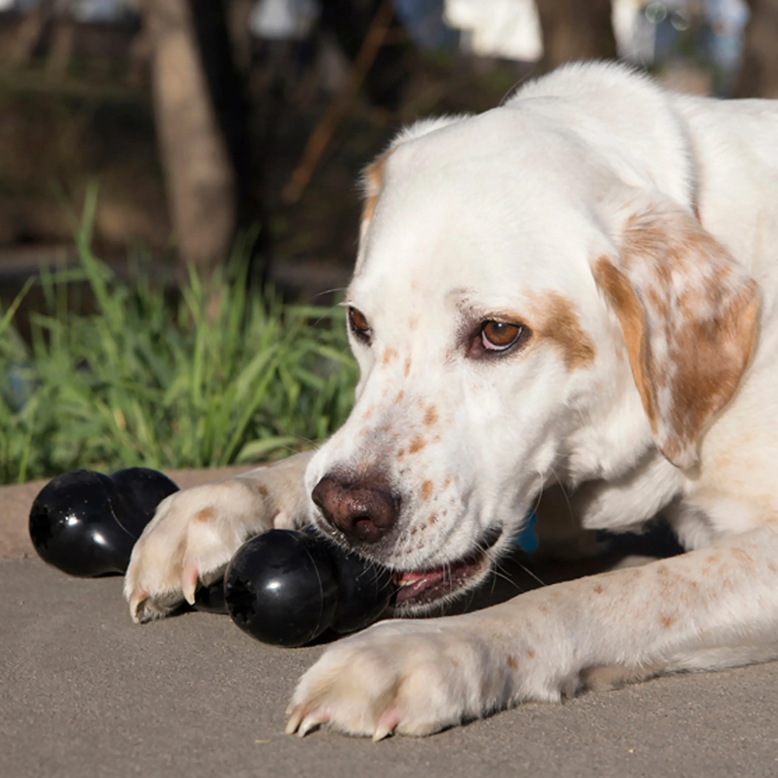 Extreme Goodie Bone Dog Toy Black - Large