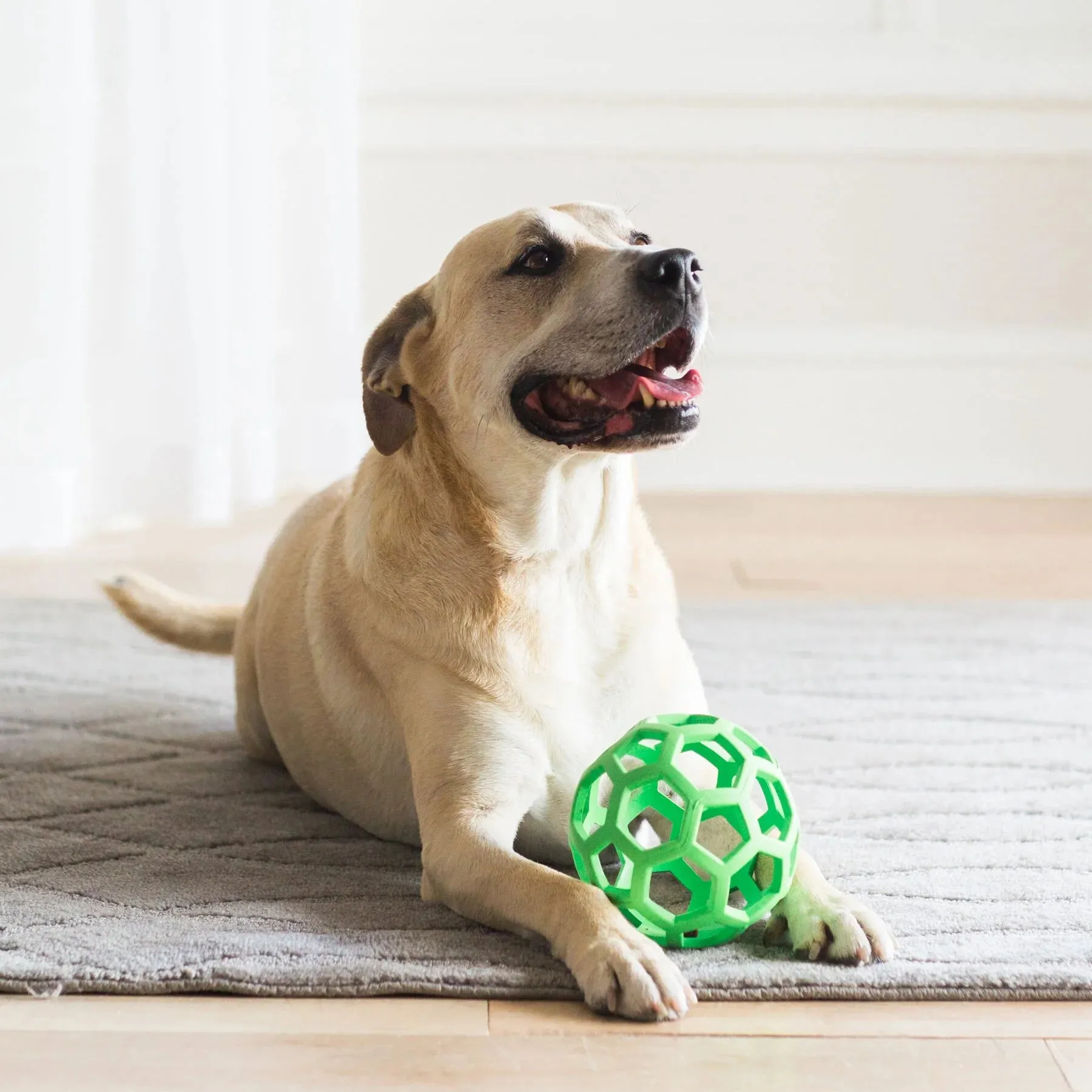 JW Hol-ee Roller, Assorted, Dog Toy