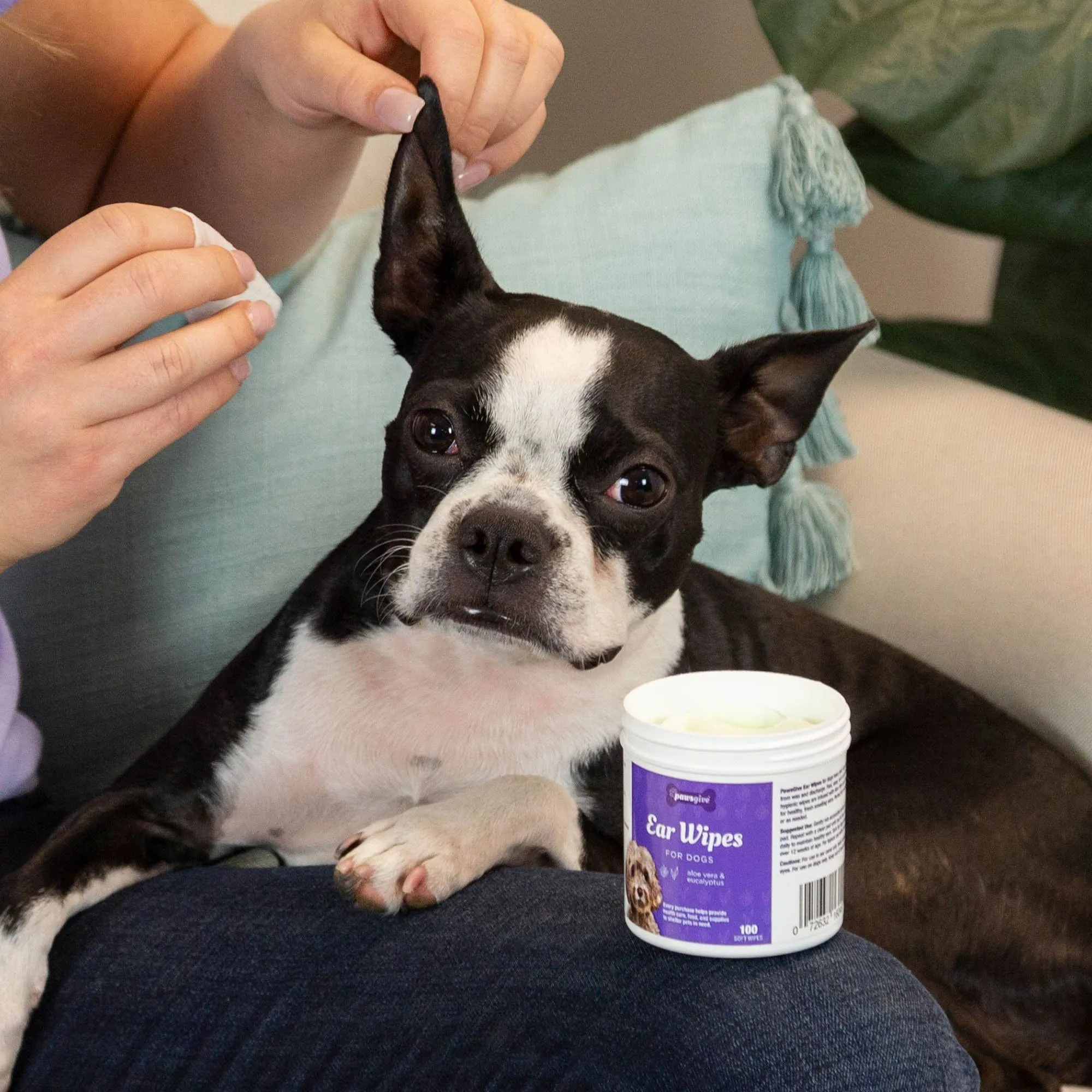 PawsGive Ear Cleaning Wipes for Dogs with Aloe & Eucalyptus - 100 ct