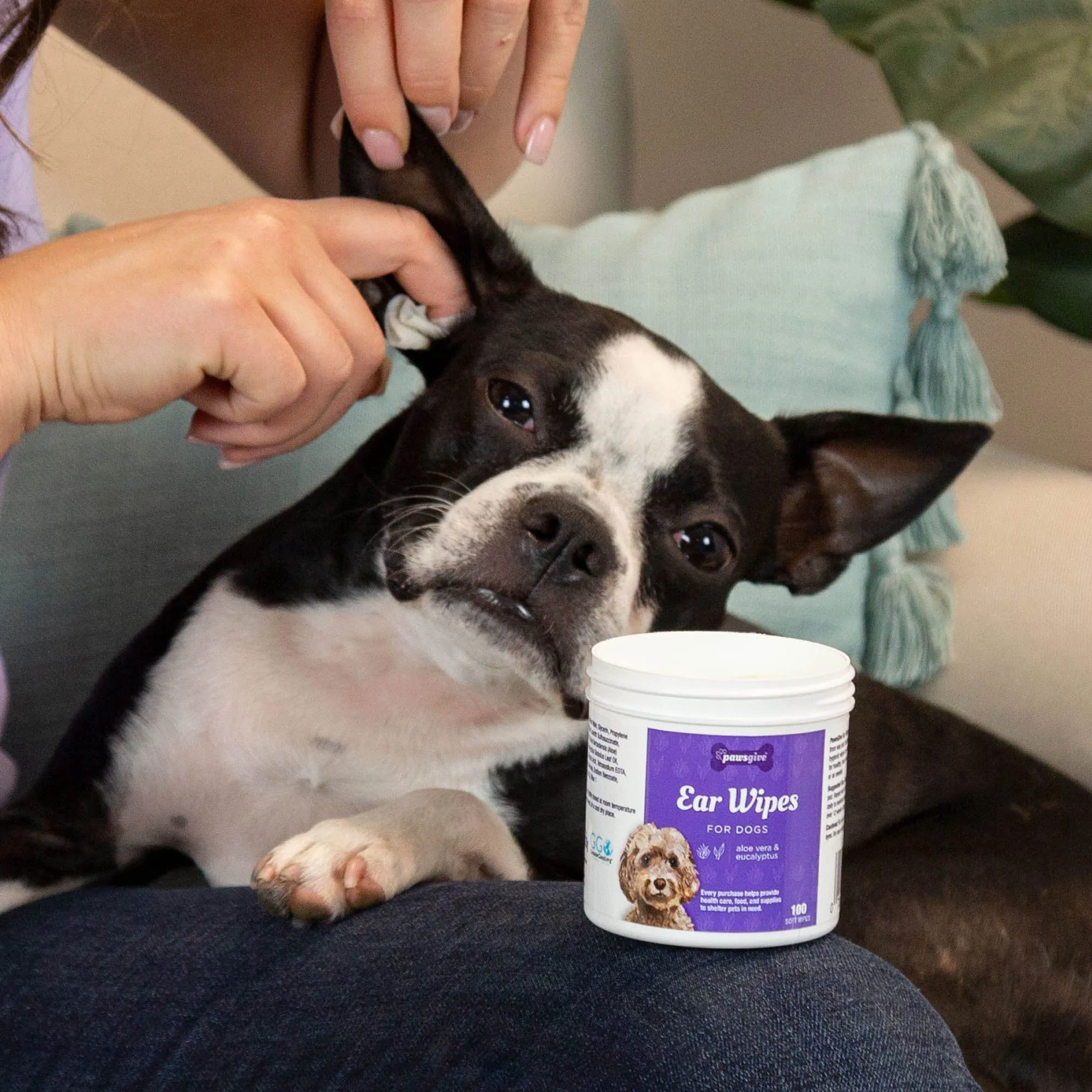 PawsGive Ear Cleaning Wipes for Dogs with Aloe & Eucalyptus - 100 ct