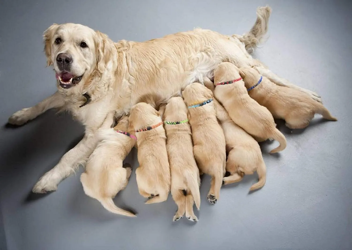 Puppy Collars for Litter,Puppy Collars for Small Puppies Soft Nylon Safety Whelping Litter Collar for Newborn Pets with Record Keeping Charts 12pcs(S)