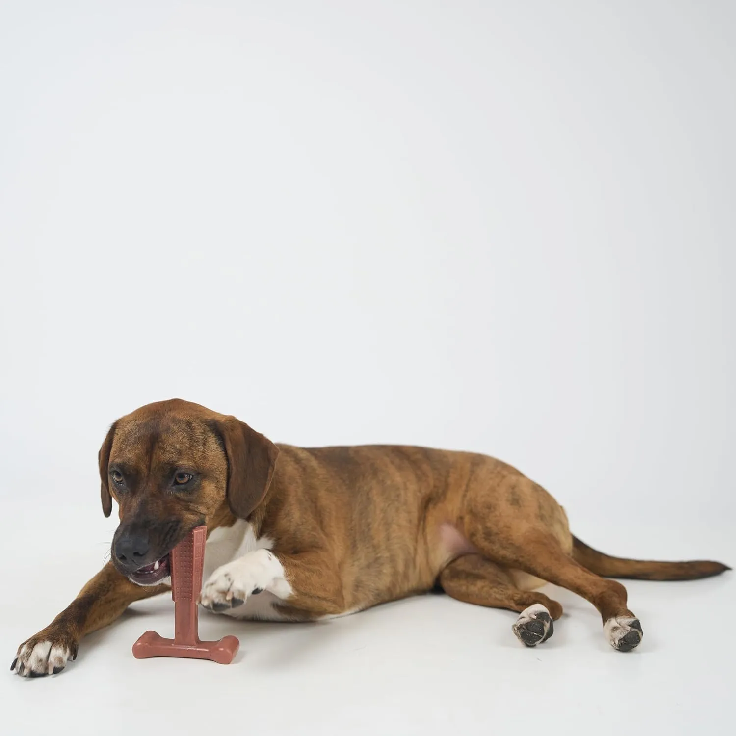 SPOT Bam-Bones Plus T-Bone, Bamboo Fiber & Nylon Dog Chew, Durable for Aggressive Chewers, Non-Splintering, for Adult Dogs & Teething Puppies Under 60lbs, 6in, Beef Flavor